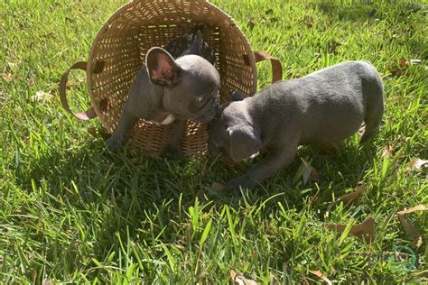 Blue lacy dog breeders, american blue lacy dogs, american blue lacys, bayed blue kennels, betty leek's lacys, blue lacey/walker pups, blue lacy puppies, blue. Blue French Bulldog Puppies French Bulldog puppy for sale ...