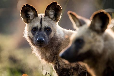 The African Wild Dog Facts And Photos Discover Africa