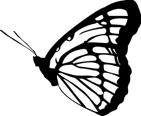 Butterfly Images Free