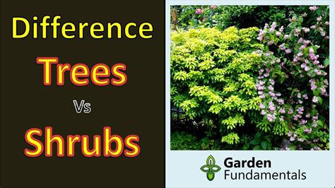 Difference Between Trees And Shrubs And Subshrubs Youtube