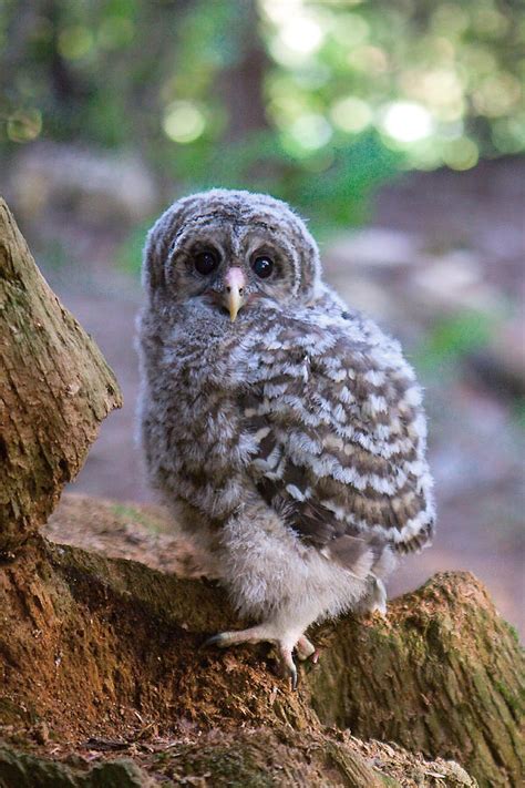 Baby Barred Owl Photograph By Naman Imagery
