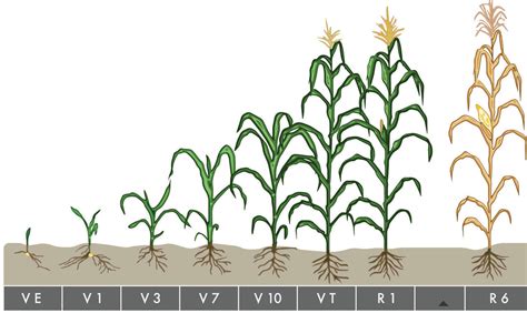Determining Corn Growth Stages Crop Science Us