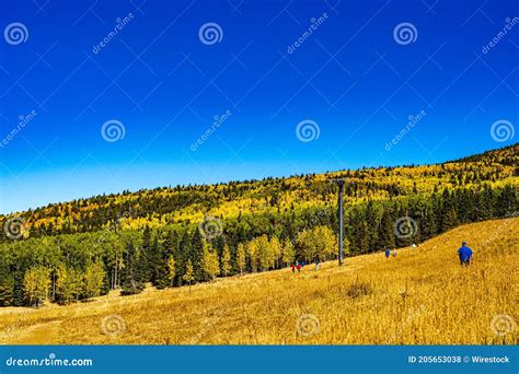 Beautiful Fall Scenery On A Slope Of The San Francisco Peaks Near