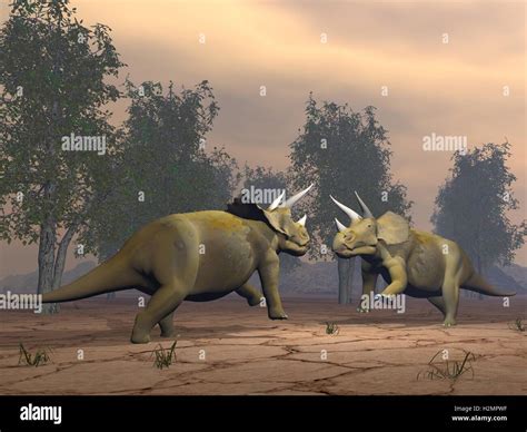 Triceratops Dinosaurs Fighting 3d Render Stock Photo Alamy