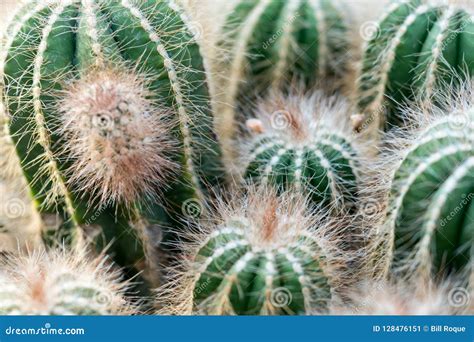 Macro Shot Of A Green Cacti Or Cactus And Its Thorns Or Spine Stock