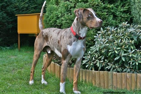 Catahoula Leopard Dog Puppies Rescue Pictures