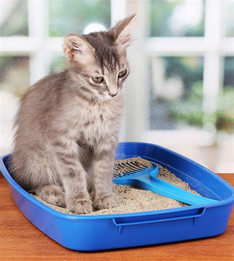 1 charcoal deodorizer and silicone gasket. Cat Toilet Training - Complete Guide To Potty Train A Kitten