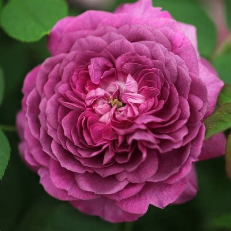 Buy Rose Reine Des Violettes Hybrid Perpetual Rosa Reine Des