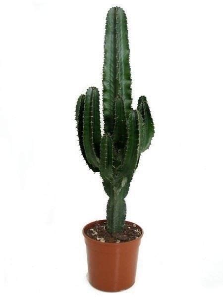 8 how to repot a mammillaria cactus. Euphorbia eritrea cactus type house plant. Approx 80-90cm ...