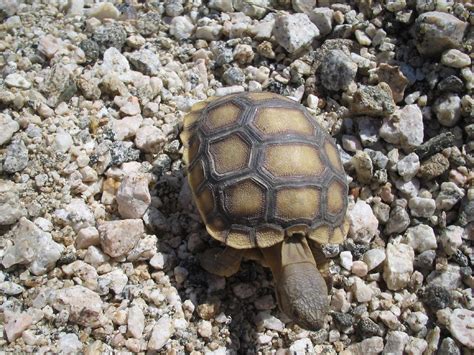 Tiniest Of Tortoises A Baby Desert Tortoise Came Walking B Flickr
