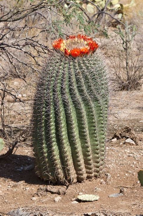Your Daily Dose Of Sabino Canyon How To Be A Barrel Cactus