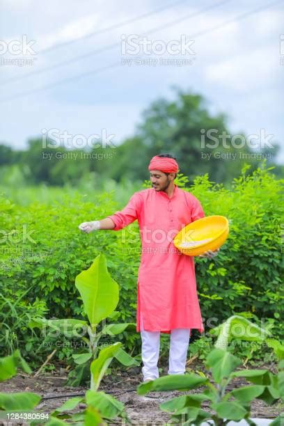 Indian Farmer Spreading Fertilizer In The Green Banana Field Stock