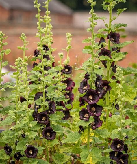 Hollyhocks Care And Growing Guide Expert Tips