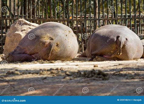 The Back Side Of A Hippo Stock Photo Image Of Back Safari 25974614