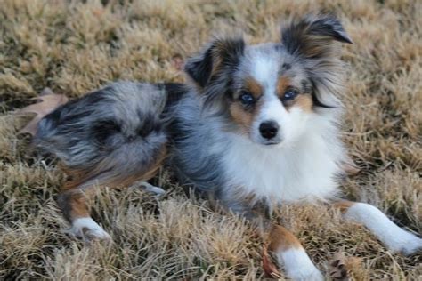 Michigan humane creates thousands of new families each year as we adopt out companion animals. Adult Mini Aussie | Toy blue merle female, 2 blue eyes ...