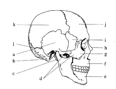 Huesos Del Cráneo A Porción Escamosa Del Temporal B Apófisis