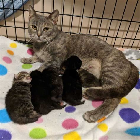 Couple Refuses To Leave Stray Mama Cat And Her Newborn Kittens Behind