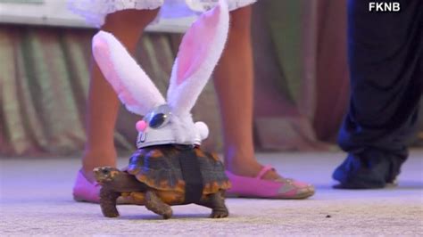 Rabbit Eared Tortoise Pleases At Key West Fantasy Fest