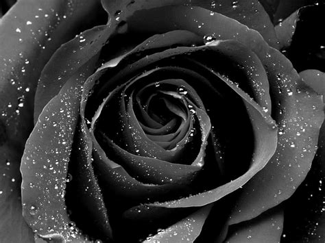 24 Wallpaper Black Rose Koleksi Kekinian