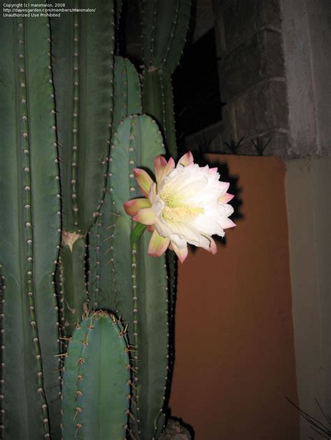 Cereus Hildmannianus Hedge Cactus Queen Of The Night