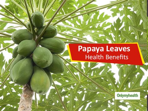 22 Incredible Health Benefits Of Papaya Leaves Vlrengbr