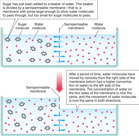 Cell Membrane Semi Permeable Structure Functions And Diagram