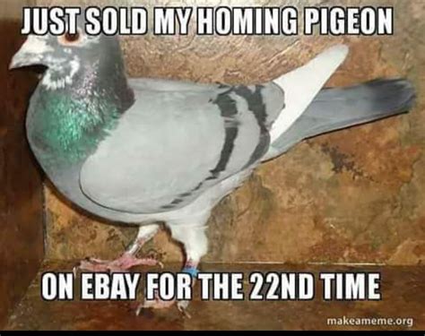 Homing Pigeon For Sale Ebay Funny Joke Pictures