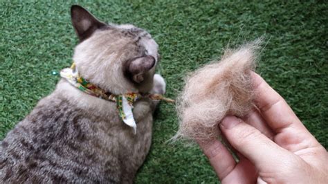 What Causes Fur Clumps On My Cats Back And How Can I Prevent Them