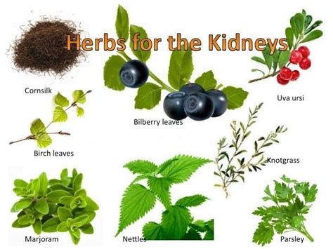 Natural Kidney Cleanse Herbs Herbal Remedies