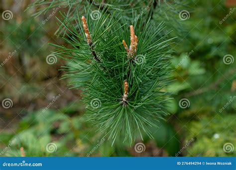 Pine Branch With Young Shoots Stock Photo Image Of Spruce Lush
