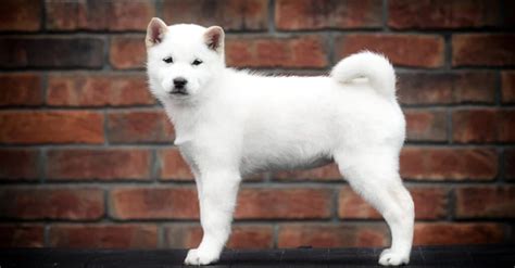 Hokkaido Dog Breed Complete Guide Wikipedia Point