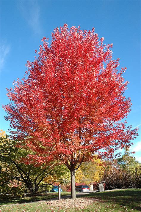 Autumn Blaze Maple Acer X Freemanii Jeffersred In Oklahoma City