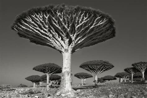 Photos Ancient Trees Portraits Of Time Wsj