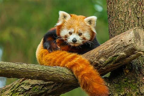 51 Fun And Interesting Facts About Red Pandas Baby Healthy Parenting