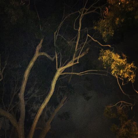 lemon eucalyptus in the night | Lemon eucalyptus, Eucalyptus, Witch