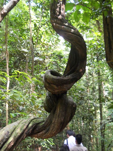 Bukit Timah Nature Reserve Lianas