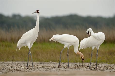 Whooping Cranes At Aransas Nwr A Whooping Crane Grus Amer Flickr