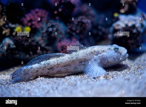 Mallorca Palma Aquarium Black Goby Fish Stock Photo Alamy