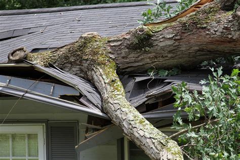 The Four Things To Do When A Tree Falls On Your Home Treejob