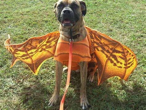 My Dragon Dog Costume Made From An Old Human Child Costume Argee Was