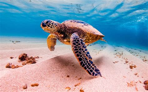 Conoce Todo Sobre Las Fascinantes Tortugas Marinas