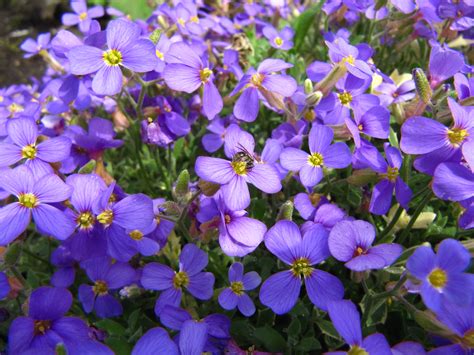 Tree With Purple Flowers In Spring Fasbrasil