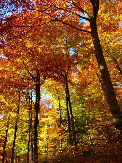 Free Photo Forest Autumn Forest Colorful Free Image On Pixabay 63275