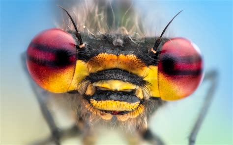 Animal Insect Hd Wallpaper