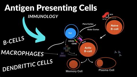 Antigen Presenting Cells B Cells Macrophages And Dendritic Cells