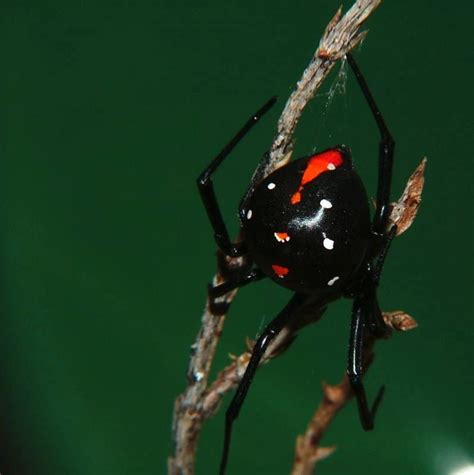 Latrodectus Menavodi Malagasy Black Widow