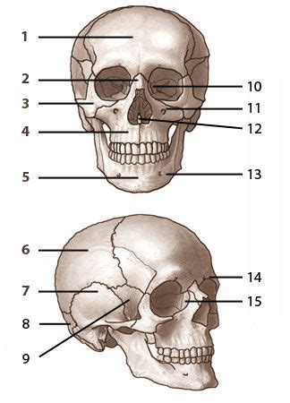 Bones of the skull, labelled. From www.free-anatomy-quiz.com | Human