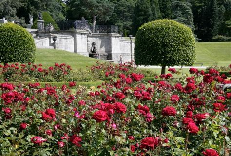 Roses In The Formal Italian Garden At Powerscourt Gardens Ireland