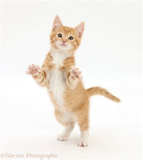 Kitten Standing Up