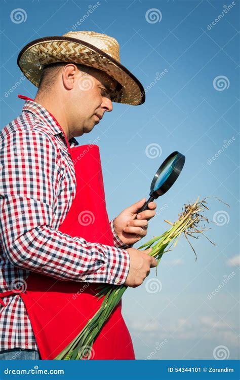 Farmer Checking His Crops Stock Image Image Of Countryside 54344101